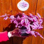 Tradescantia fluminensis ‘Pink Paradise’ - výška 5-10 cm ⌀ 20-30 cm, kont. C1L